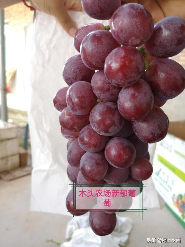 第423页